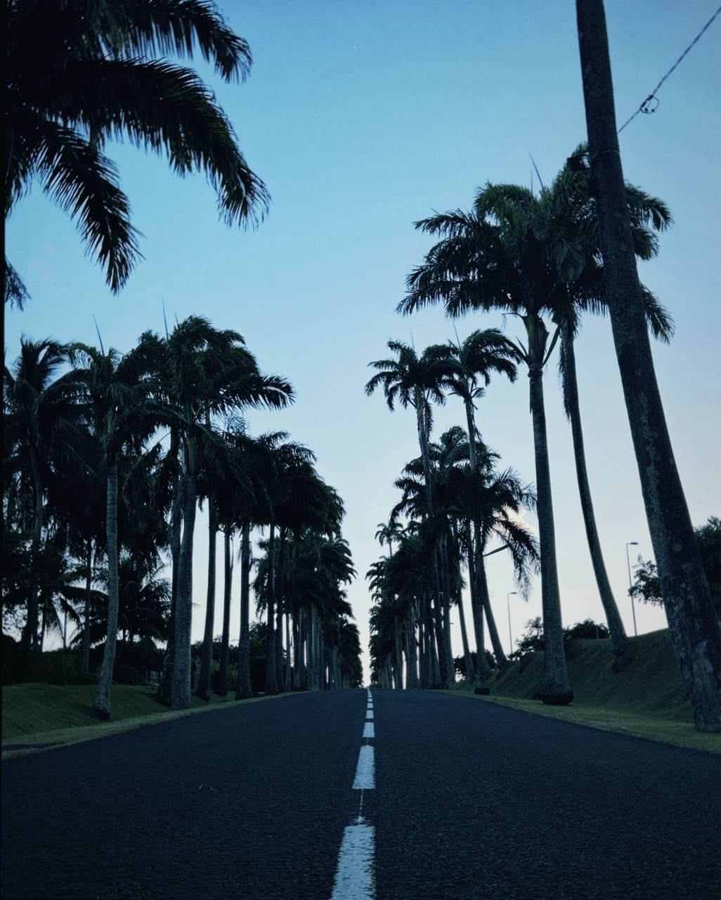 Allee des cocotiers – Gwada